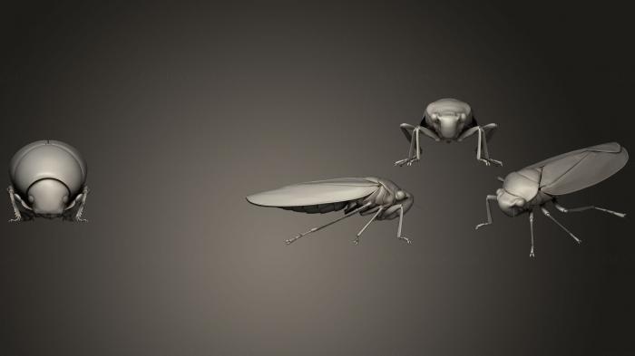 نموذج ثلاثي الأبعاد لآلة CNC الحشرات خنافس الحشرات 8